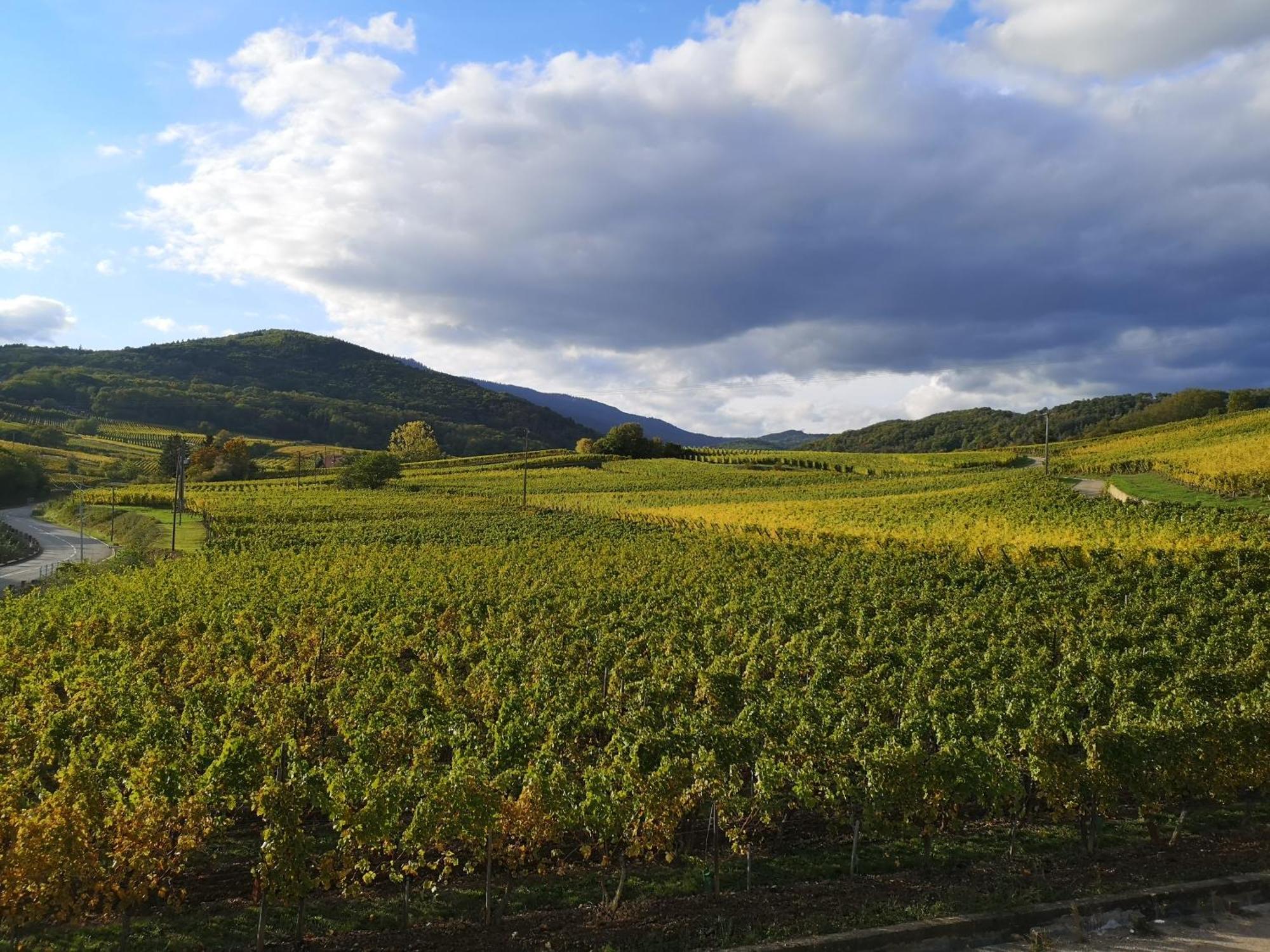 L'Horizon Daire Bergheim Dış mekan fotoğraf